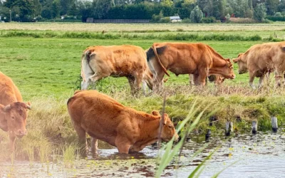 Windmill, Cheese Farms & Countryside E-Bike Tour