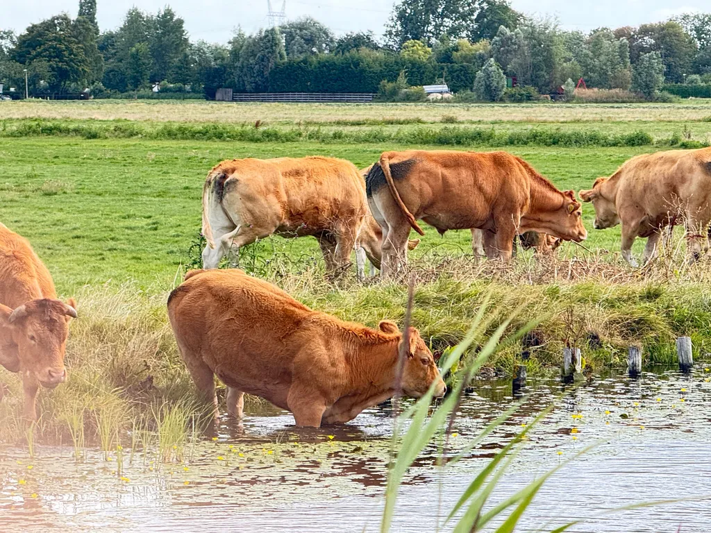 Windmill, Cheese Farms & Countryside E-Bike Tour09